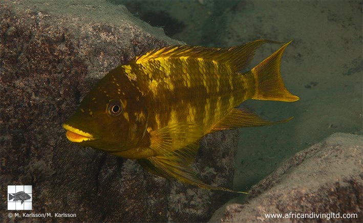 Petrochromis sp. 'red mpimbwe' Lusekese